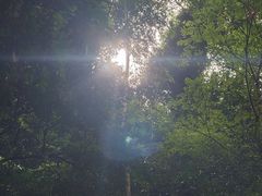-莫里热带雨林景区