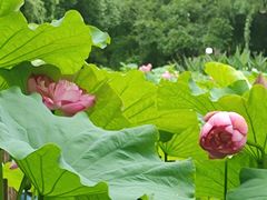 -陈家山荷花公园