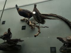 -国家自然博物馆