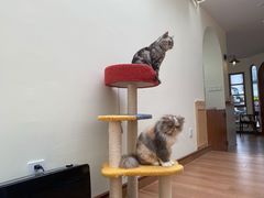 -有猫主题·治愈系猫咖(曾厝垵店)