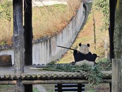 -碧峰峡风景区