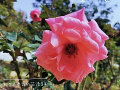 -香蜜公园
