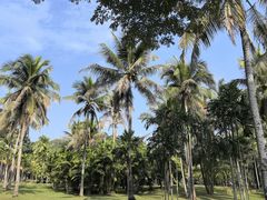 -中国科学院西双版纳热带植物园