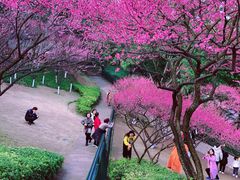 -重庆彩云湖湿地公园