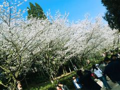 -武汉大学-樱园