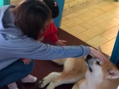 -喜柴咖啡·柴犬狗咖