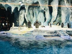 -帝企鹅自助餐厅•儿童岛•真企鹅(长隆企鹅酒店)