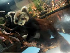 -陕西自然博物馆