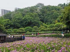 -龙头寺公园