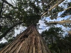 -天目山大树王景区