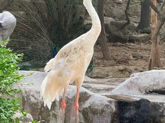 -燕塞湖鸟语林景区