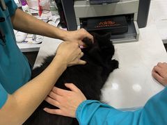 -pd派德宠物中心医院24H急重症·眼科中心·血液透析中心(嵩山北路店)