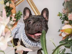 -超宠爱宠物摄影-Super pet