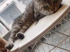 -猫儿山۰猫主题餐厅