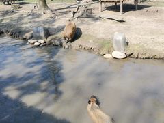 -上海野生动物园