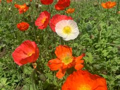 -世纪公园-世纪春沁园