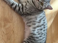 -瑞派福兴宠物医院犬猫全科·骨科·中西医结合(河东店)