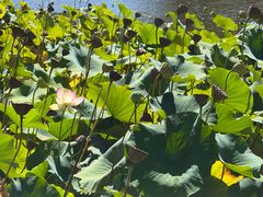 -墨尔本皇家植物园