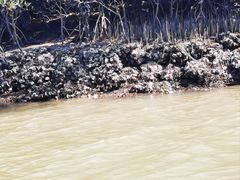 -东寨港红树林旅游区