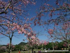 景点-风云岭森林公园