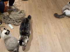 -1013 PET SHOP精品宠物商店(丁香店)