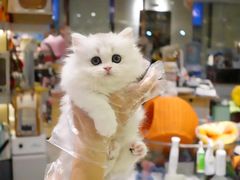 -momokira米努特·德文卷毛猫·棉花面纱犬