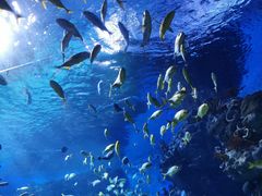 -海合安武汉极地海洋公园