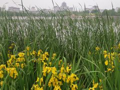 -莲花池公园