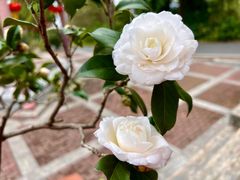 -白云山风景名胜区