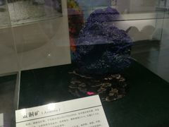 -中国第四纪冰川遗迹陈列馆