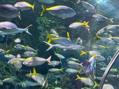 -上海海洋水族馆