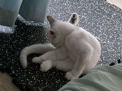 -欣宠猫屋·矮脚拿破仑·蓝金金渐层