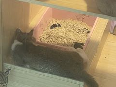 -爪爪喵星球·猫舍(前海卓越店)