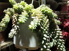 -万商花鸟市场