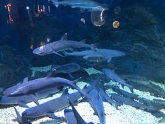 -烟台海昌鲸鲨海洋公园