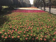 -上海鲜花港