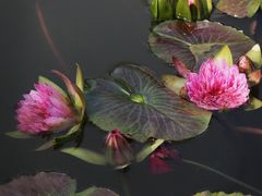 -国家植物园南园