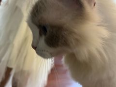 -楼上猫咖(罗湖店)