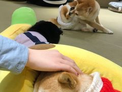 -逗柴咖啡屋·狗咖猫咖宠物桌游