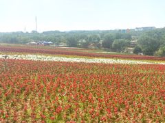 -大塘金香草谷