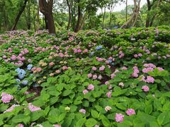 -上海共青森林公园