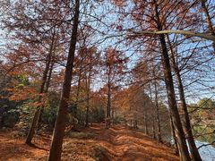 -上海海湾国家森林公园