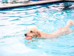 -趣玩宠物乐园寄养训犬训狗游泳池