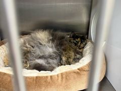 -安安宠医宠物医院·异宠·犬猫内科(岳阳分院)