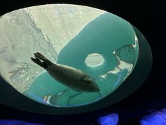 -大阪海游馆