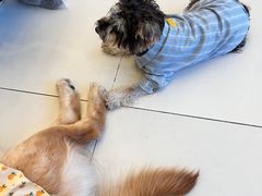 -怪兽屋·羊驼·猫咖·狗咖(俊华广场店)