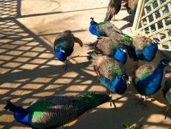 -萌宠亲子动物乐园(槐房万达店)