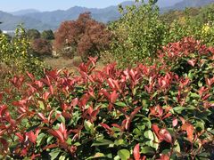 iphone_upload_pic-塔川景区