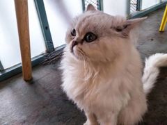 -喵屿·大理花园猫咖