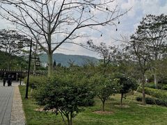 -大屏嶂森林公园
